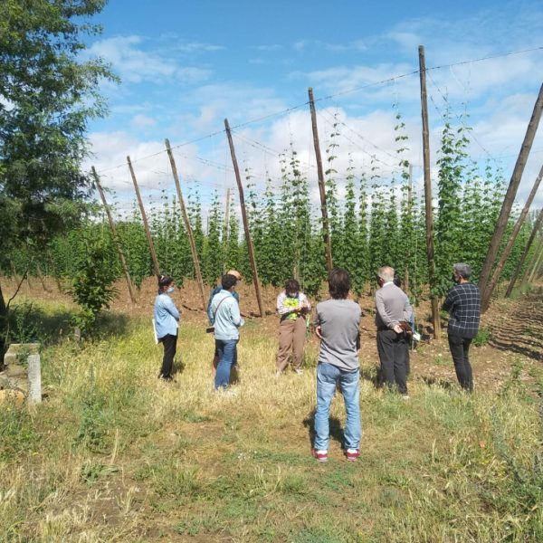 PLANTACION LUPULO